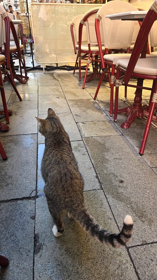 Hanging out by Galata Tower