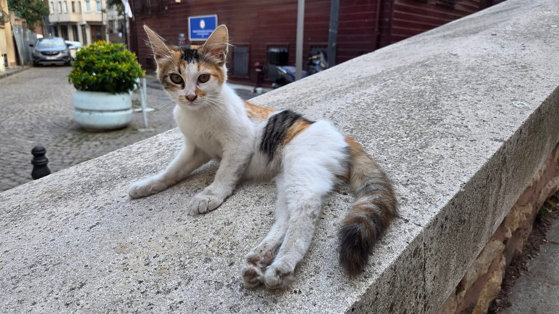 Cats of Zeyrek Mosque
