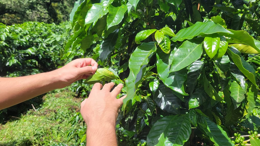 Coffee Rust at Santa Elena Estate