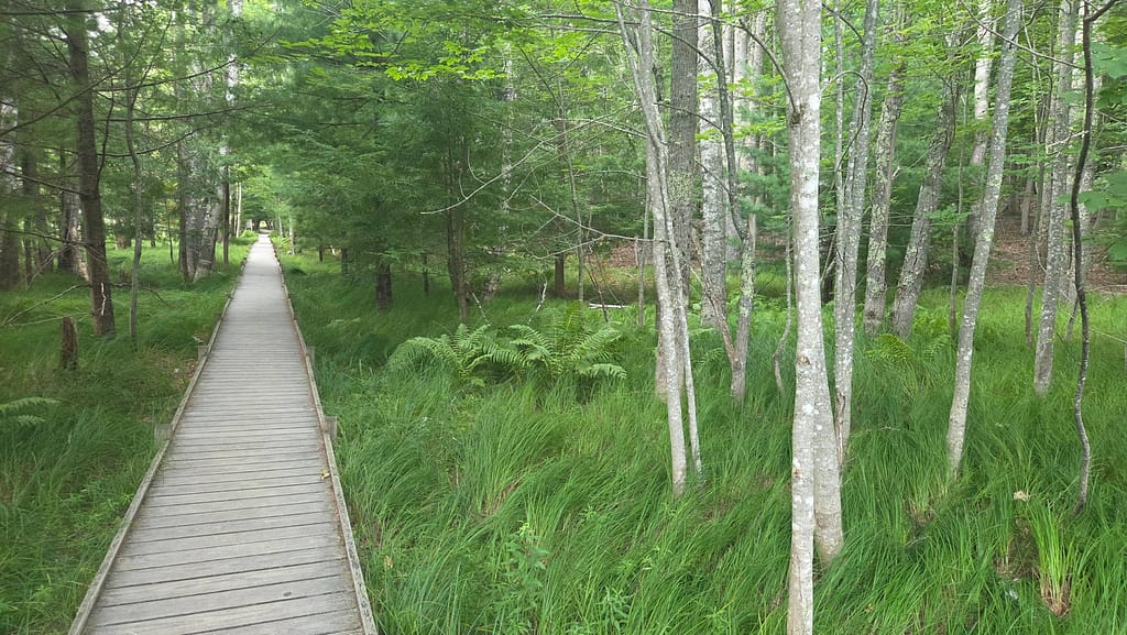 Jesup Path at Wild Gardens of Acadia