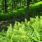 Gambrill State Park Yellow Trail