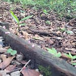 Worker Ants