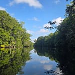 Clear Morning on the Wakulla River