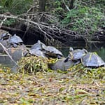 Loads of Turtles on the Wakulla River