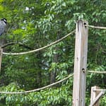 Yellow Crowned Night Heron on a Dock