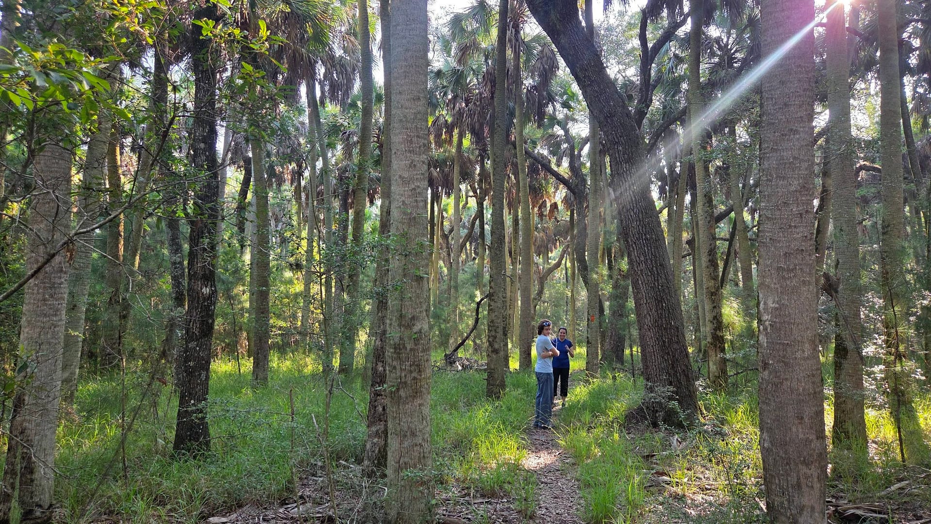 Cathedral of Palms