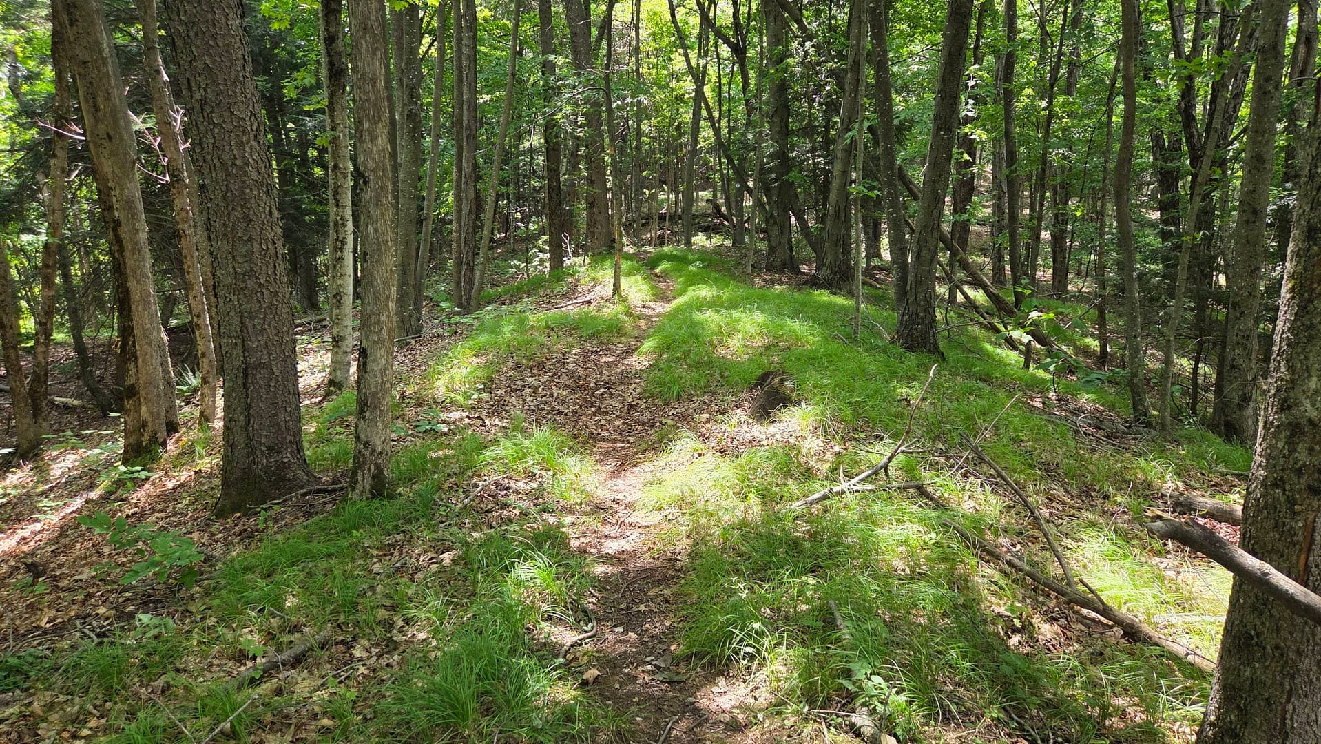Ashfield Trails