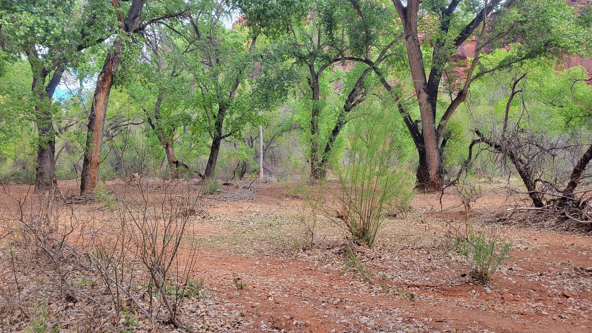 Cottonwood Trees on approach to Supai Village