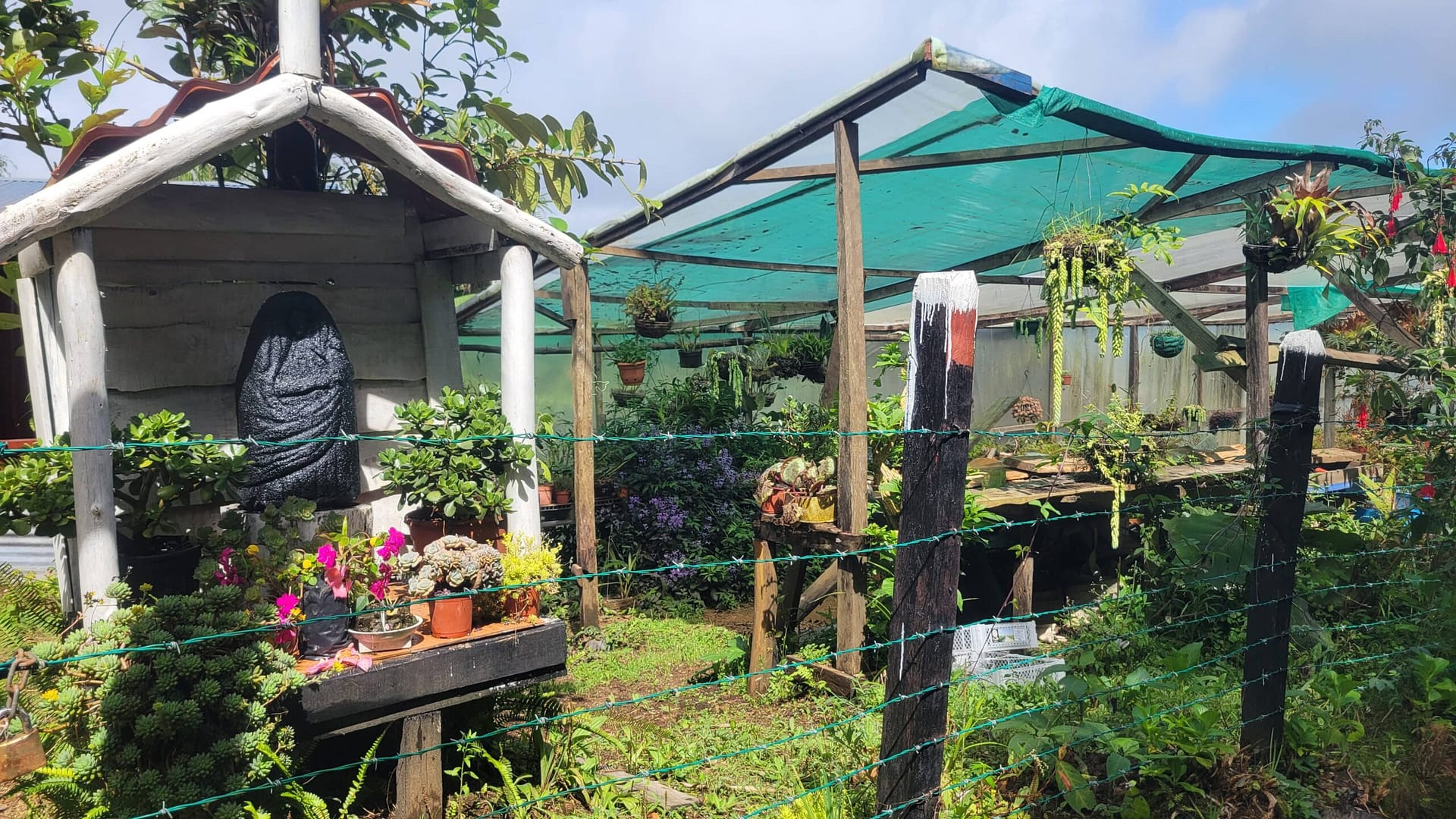 Black Virgin and Succulent Grower