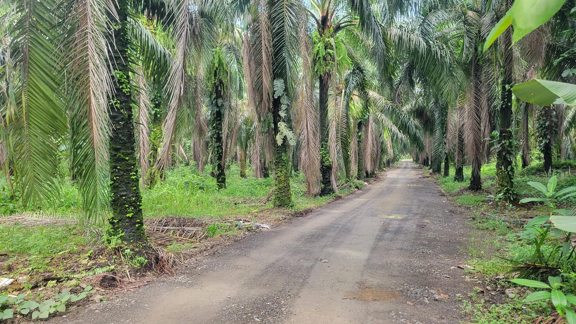 Palm Oil Plantation
