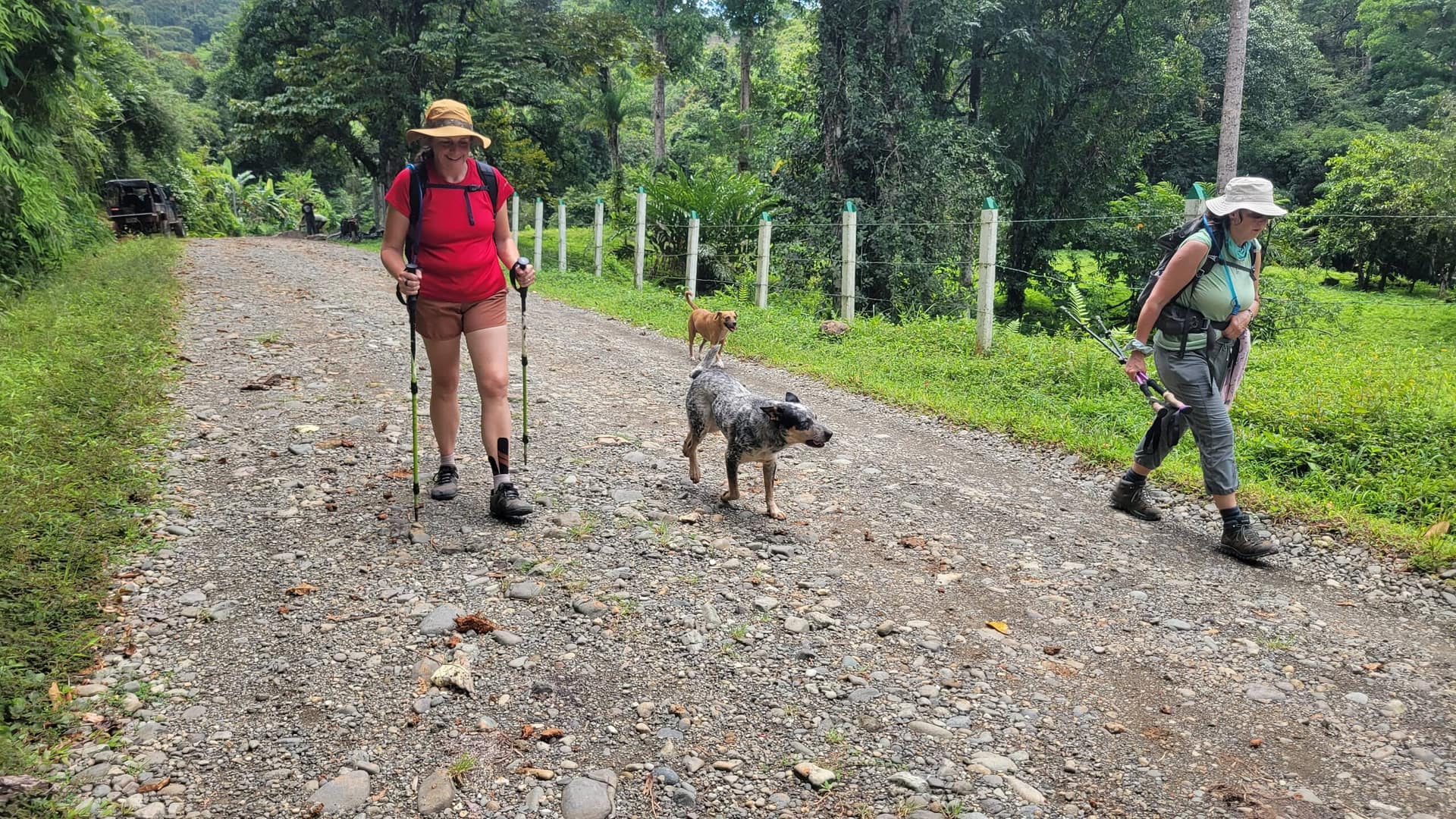 Dogs Near Esquipulos