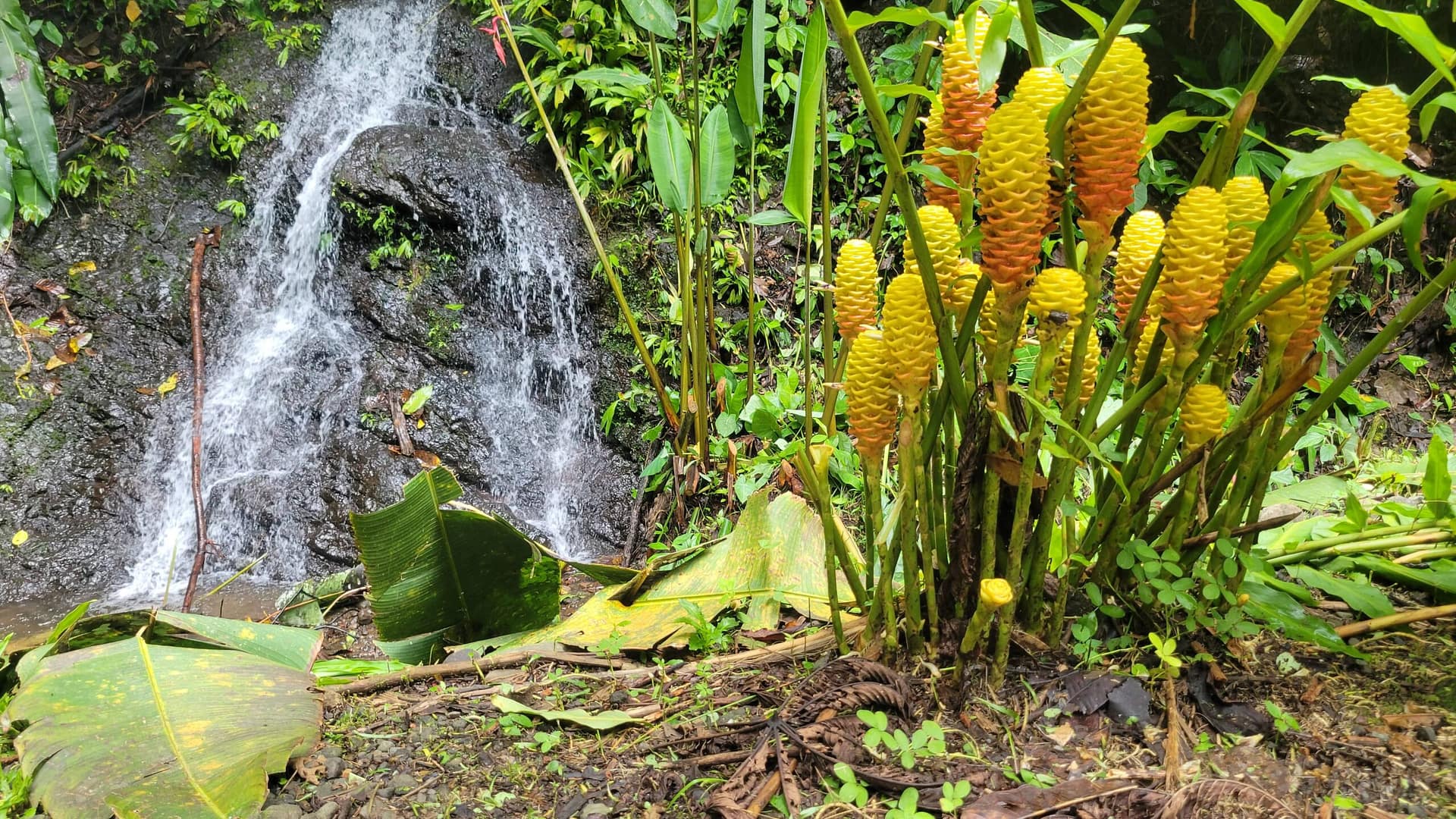 Flowers Smell of Ginger