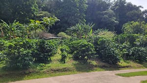 Cafe de Lino at Santa Elena Coffee Estate in Boquete Panama