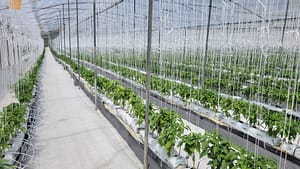 Santa Elena Pepper Plants