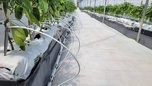 Santa Elena Pepper Plants