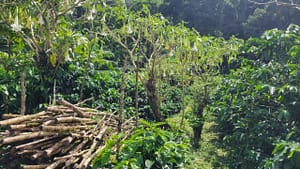 Shade Grown Coffee at Santa Elena Estate