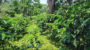 Arabica Coffee at Santa Elena Estate