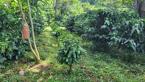 Shade Grown Arabica Coffee Plants at Santa Elena Estate