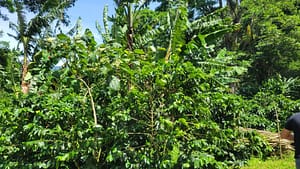 Biodiversity at Santa Elena Estate