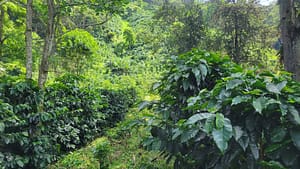 Shade Grown Arabica Coffee Plants at Santa Elena Estate