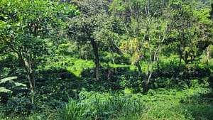 Shade Grown Arabica Coffee by the River at Santa Elena Estate