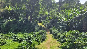 Arabica Coffee at Santa Elena Estate