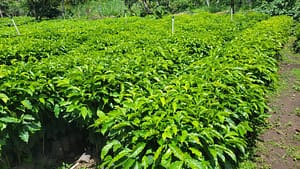 Young Arabica Coffee Plants Ready for Transplanting