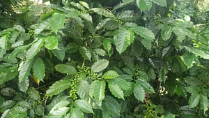 Arabica Coffee Plant with Fruit at Finca Dos Jefes