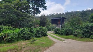 Visiting Cafe de Lino at Santa Elena Coffee Estate in Boquete Panama