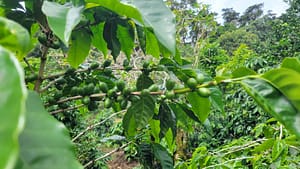 Geisha Coffee Plant at Finca Dos Jefes Coffee