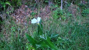 Wild Lilly on Volcan Baru