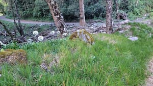 Wild Flowers on Volcan Baru Trail