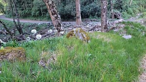 Wild Flowers on Volcan Baru Trail