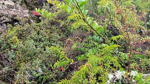 Flora on Volcan Baru