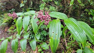 Flora on Volcan Baru