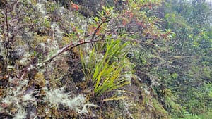 Flora on Volcan Baru