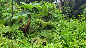 Flora on Volcan Baru