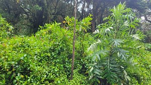 Flora on Volcan Baru