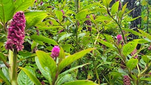 Flora on Volcan Baru