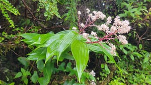 Flora on Volcan Baru