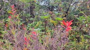 Flora on Volcan Baru