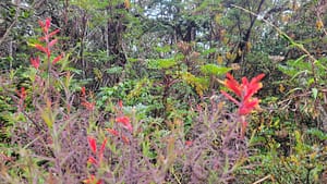 Flora on Volcan Baru