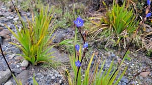 Flora of Volcan Baru