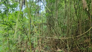 Jungle Exploration in Metropolitan Natural Park