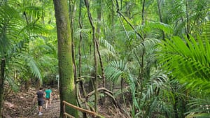 Jungle Exploration in Metropolitan Natural Park