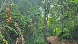 Jungle Exploration in Metropolitan Natural Park