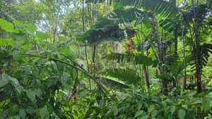 Jungle Exploration in Metropolitan Natural Park