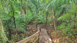 Jungle Exploration in Metropolitan Natural Park