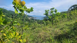 On the Trail to Cerra de la Cruz on Taboga Island Panama
