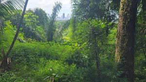 Panama City view from Metropolitan Natural Park